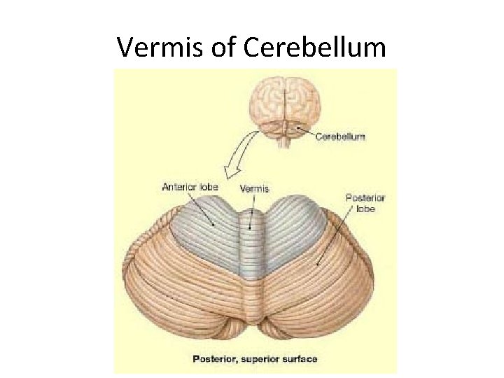 Vermis of Cerebellum 
