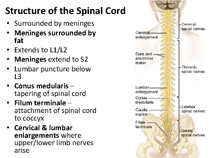 Structure of the Spinal Cord • Surrounded by meninges • Meninges surrounded by fat