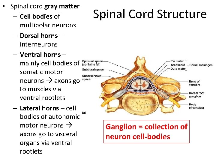  • Spinal cord gray matter – Cell bodies of multipolar neurons – Dorsal