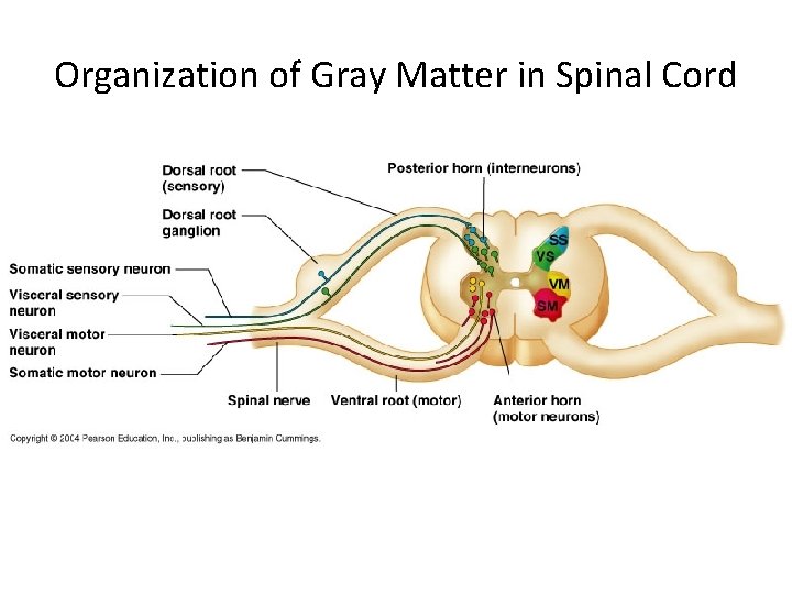 Organization of Gray Matter in Spinal Cord 