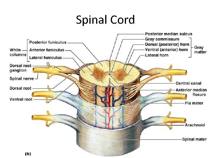 Spinal Cord 