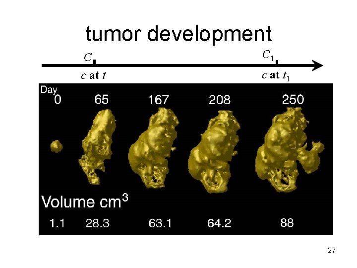 tumor development C C 1 c at t 1 27 