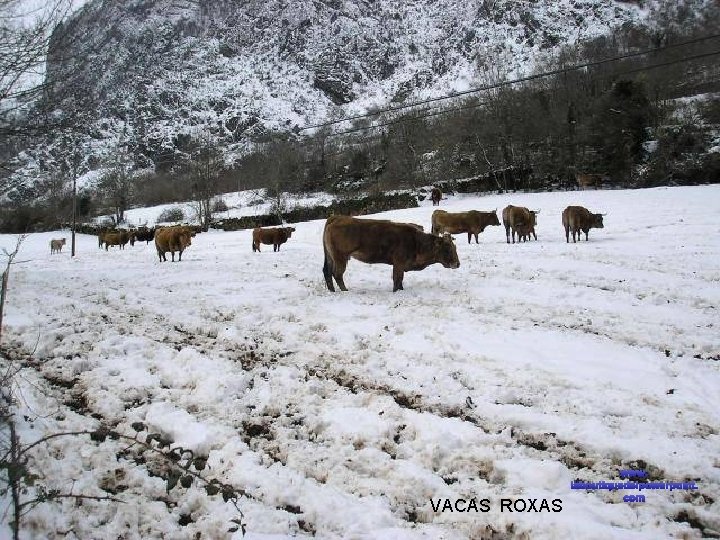 VACAS ROXAS www. laboutiquedelpowerpoint. com 