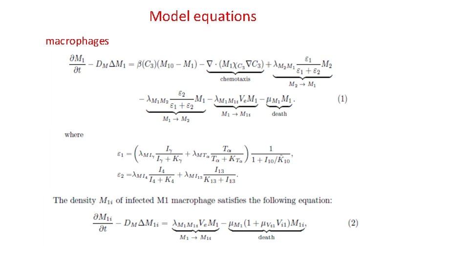 Model equations macrophages 