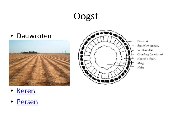 Oogst • Dauwroten • Keren • Persen 