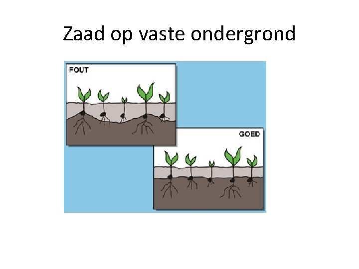 Zaad op vaste ondergrond 