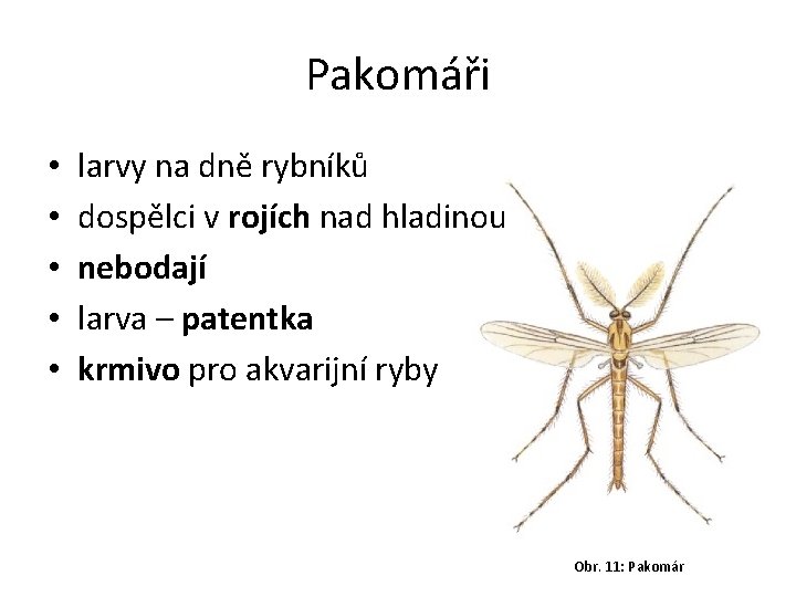 Pakomáři • • • larvy na dně rybníků dospělci v rojích nad hladinou nebodají