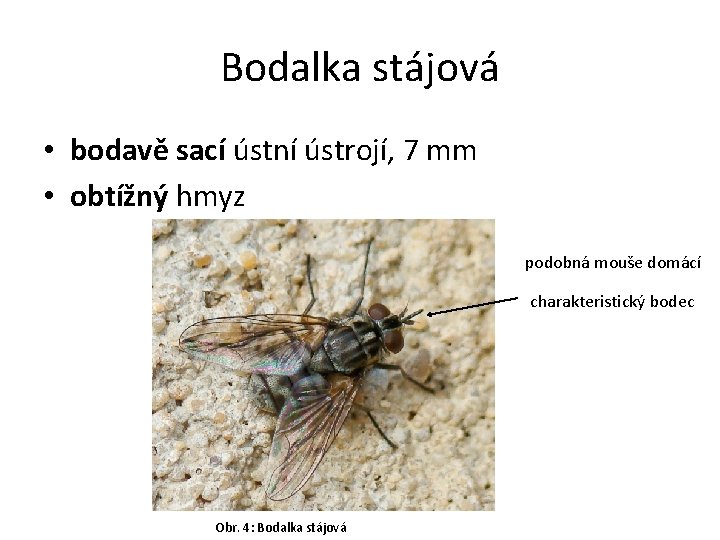 Bodalka stájová • bodavě sací ústní ústrojí, 7 mm • obtížný hmyz podobná mouše