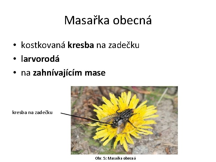 Masařka obecná • kostkovaná kresba na zadečku • larvorodá • na zahnívajícím mase kresba