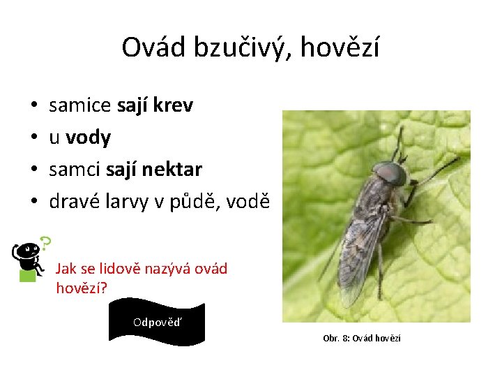 Ovád bzučivý, hovězí • • samice sají krev u vody samci sají nektar dravé