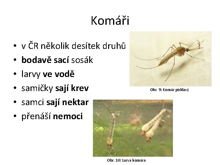 Komáři • • • v ČR několik desítek druhů bodavě sací sosák larvy ve
