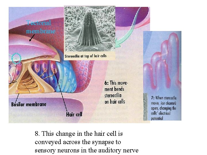 Tectorial membrane 8. This change in the hair cell is conveyed across the synapse