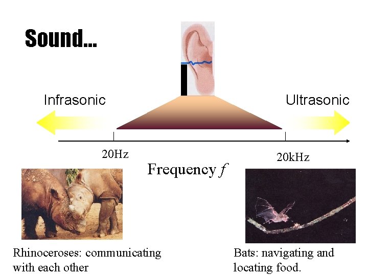 Sound… Infrasonic 20 Hz Ultrasonic Frequency f Rhinoceroses: communicating with each other 20 k.