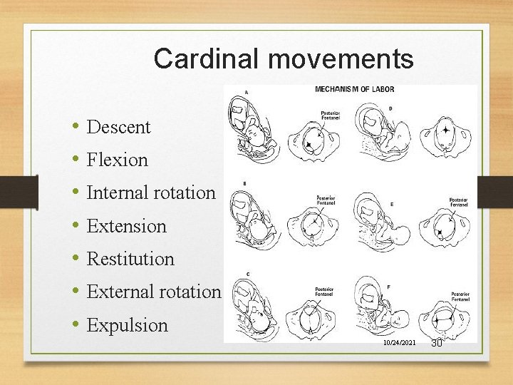 Cardinal movements • • Descent Flexion Internal rotation Extension Restitution External rotation Expulsion 10/24/2021