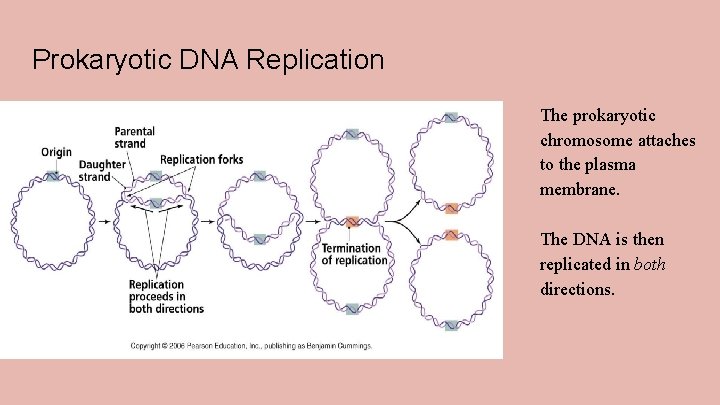 Prokaryotic DNA Replication The prokaryotic chromosome attaches to the plasma membrane. The DNA is