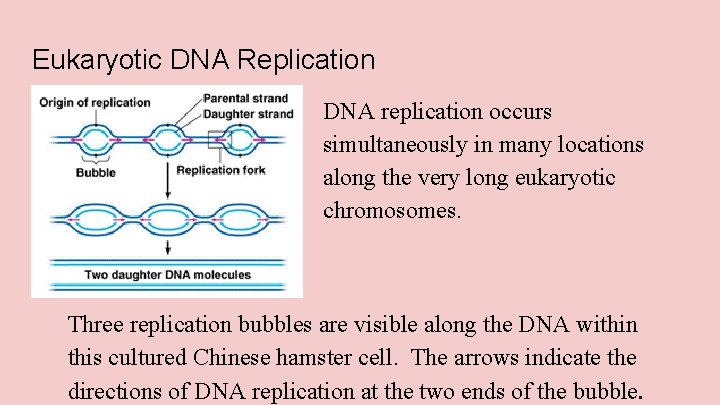 Eukaryotic DNA Replication DNA replication occurs simultaneously in many locations along the very long