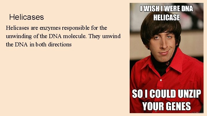 Helicases are enzymes responsible for the unwinding of the DNA molecule. They unwind the