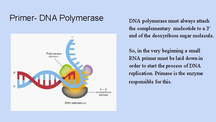 Primer- DNA Polymerase DNA polymerase must always attach the complementary nucleotide to a 3′