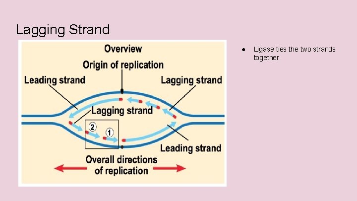 Lagging Strand ● Ligase ties the two strands together 