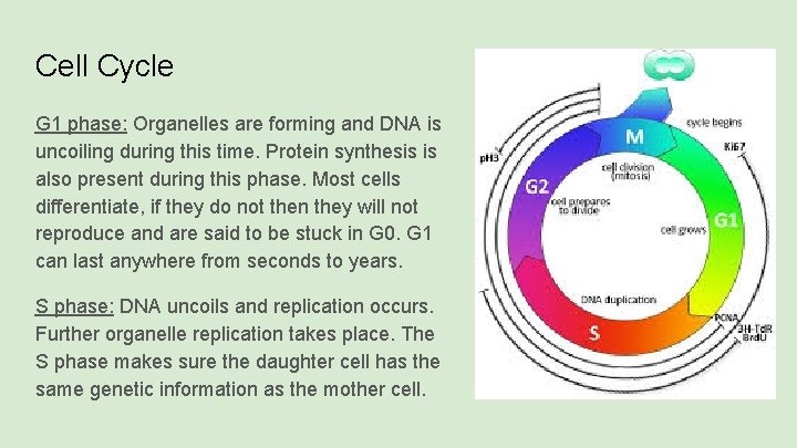 Cell Cycle G 1 phase: Organelles are forming and DNA is uncoiling during this