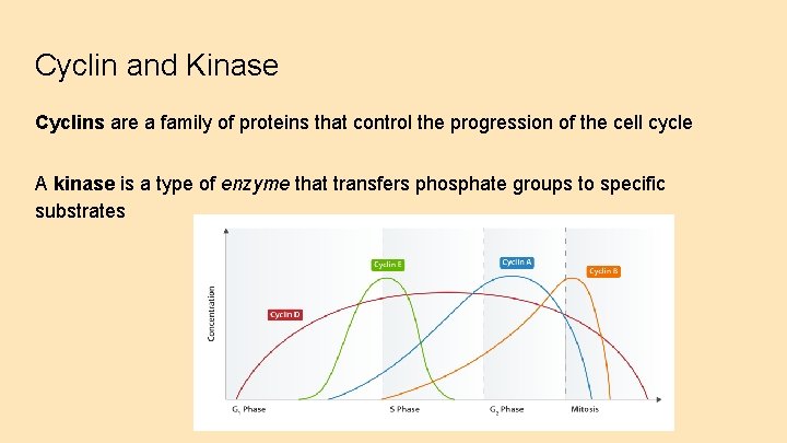 Cyclin and Kinase Cyclins are a family of proteins that control the progression of