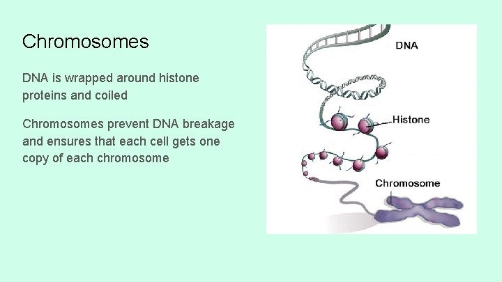 Chromosomes DNA is wrapped around histone proteins and coiled Chromosomes prevent DNA breakage and