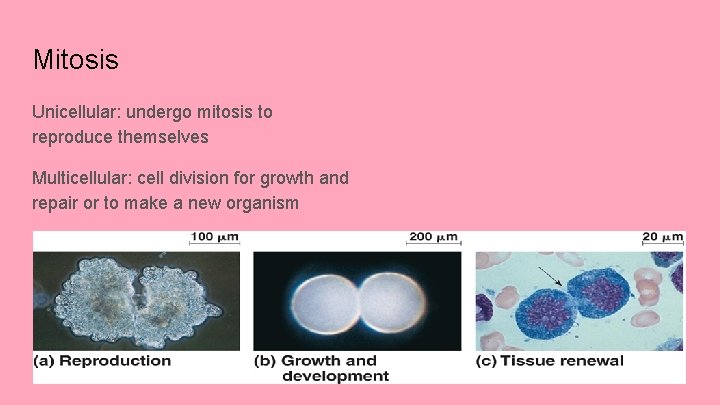 Mitosis Unicellular: undergo mitosis to reproduce themselves Multicellular: cell division for growth and repair