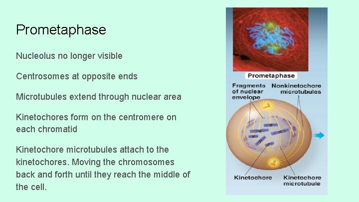 Prometaphase Nucleolus no longer visible Centrosomes at opposite ends Microtubules extend through nuclear area