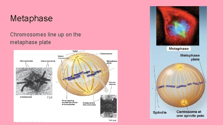 Metaphase Chromosomes line up on the metaphase plate 