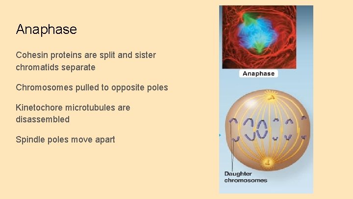Anaphase Cohesin proteins are split and sister chromatids separate Chromosomes pulled to opposite poles