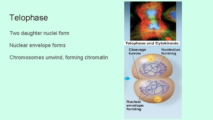 Telophase Two daughter nuclei form Nuclear envelope forms Chromosomes unwind, forming chromatin 