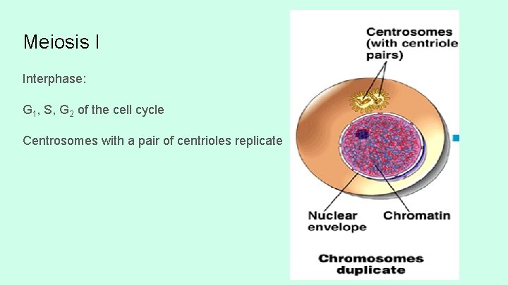 Meiosis I Interphase: G 1, S, G 2 of the cell cycle Centrosomes with