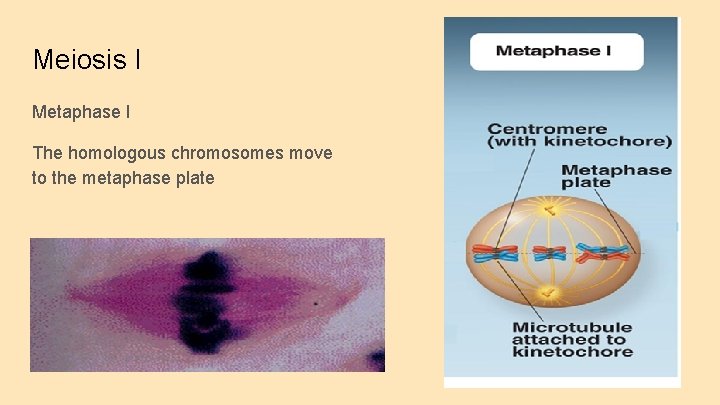 Meiosis I Metaphase I The homologous chromosomes move to the metaphase plate 
