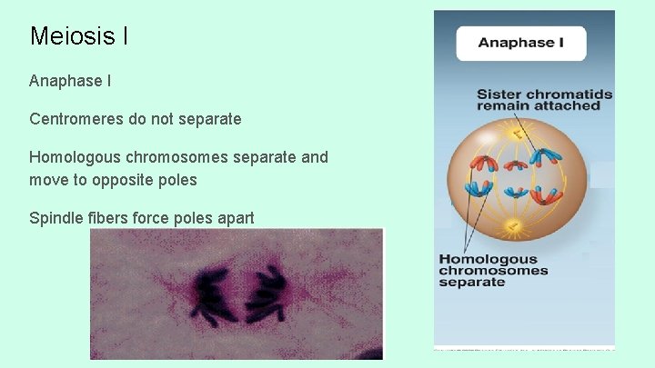 Meiosis I Anaphase I Centromeres do not separate Homologous chromosomes separate and move to