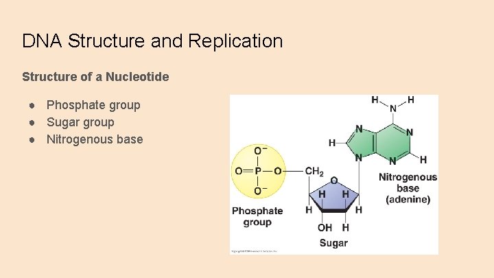 DNA Structure and Replication Structure of a Nucleotide ● Phosphate group ● Sugar group