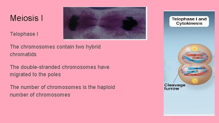 Meiosis I Telophase I The chromosomes contain two hybrid chromatids The double-stranded chromosomes have