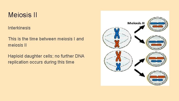Meiosis II Interkinesis This is the time between meiosis I and meiosis II Haploid