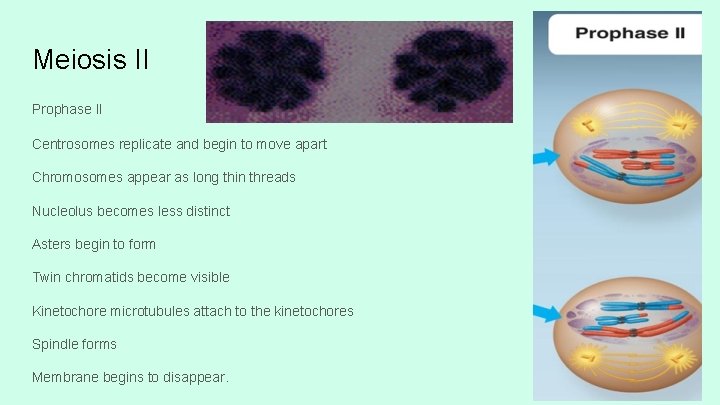 Meiosis II Prophase II Centrosomes replicate and begin to move apart Chromosomes appear as