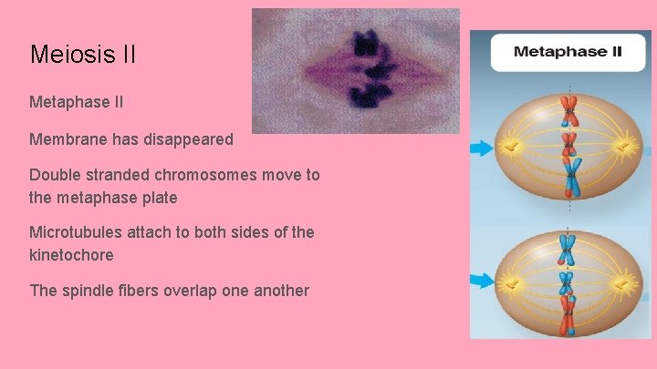 Meiosis II Metaphase II Membrane has disappeared Double stranded chromosomes move to the metaphase
