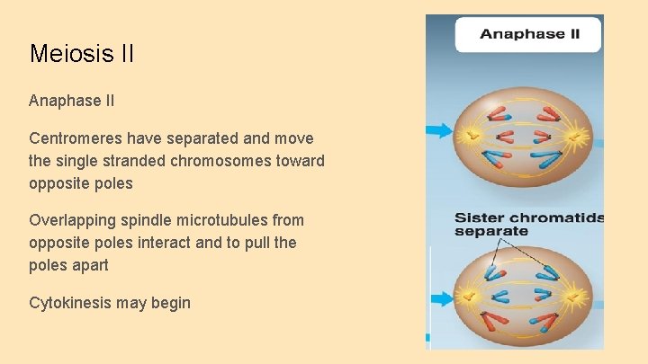 Meiosis II Anaphase II Centromeres have separated and move the single stranded chromosomes toward