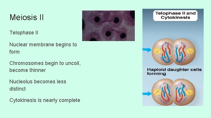 Meiosis II Telophase II Nuclear membrane begins to form Chromosomes begin to uncoil, become