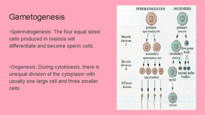 Gametogenesis • Spermatogenesis: The four equal sized cells produced in meiosis will differentiate and
