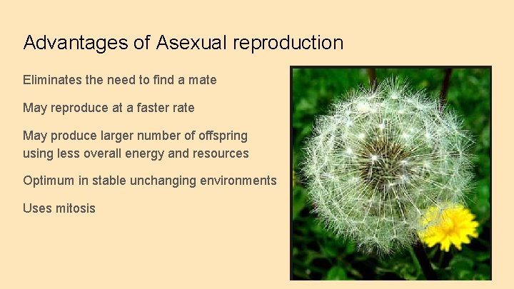 Advantages of Asexual reproduction Eliminates the need to find a mate May reproduce at
