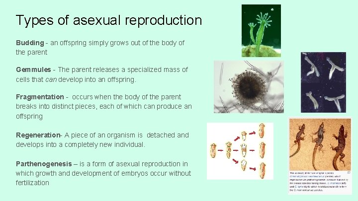 Types of asexual reproduction Budding - an offspring simply grows out of the body