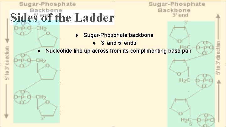 Sides of the Ladder ● Sugar-Phosphate backbone ● 3’ and 5’ ends ● Nucleotide