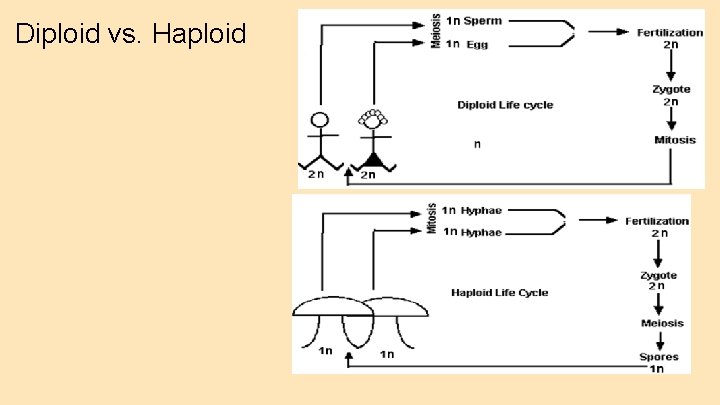 Diploid vs. Haploid 