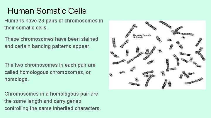 Human Somatic Cells Humans have 23 pairs of chromosomes in their somatic cells. These