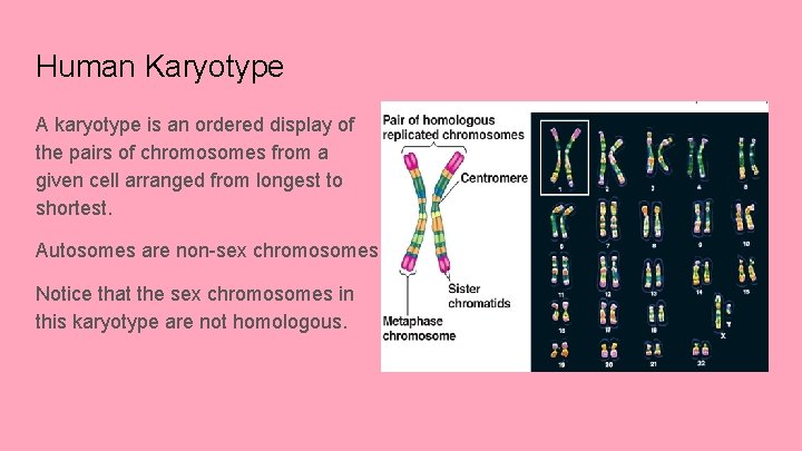 Human Karyotype A karyotype is an ordered display of the pairs of chromosomes from