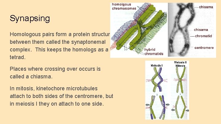 Synapsing Homologous pairs form a protein structure between them called the synaptonemal complex. This