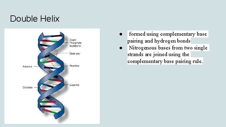 Double Helix ● formed using complementary base pairing and hydrogen bonds ● Nitrogenous bases
